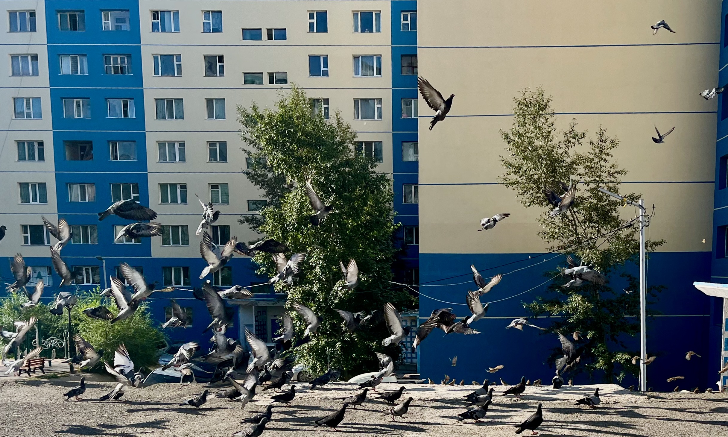 A group of pigeons I found while going to work.